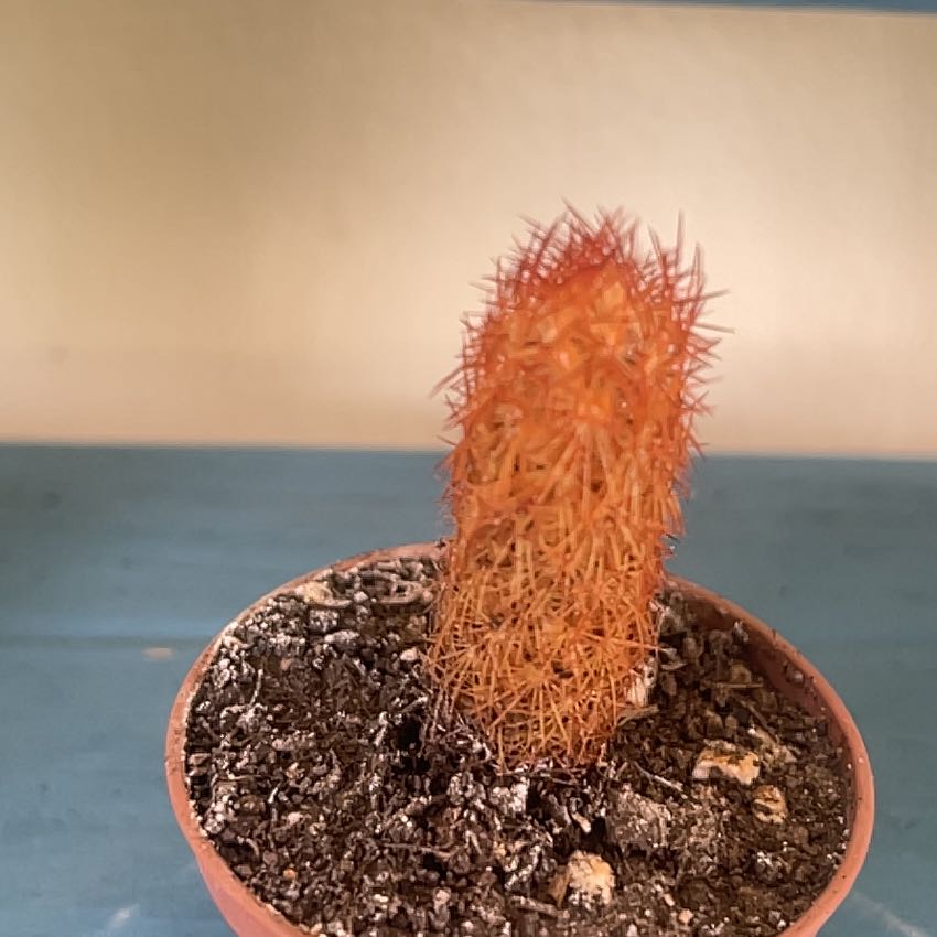 Photo of the plant species Mammillaria elongata 'Irish Red' by @FullPinkjasmine named Harmony on Greg, the plant care app
