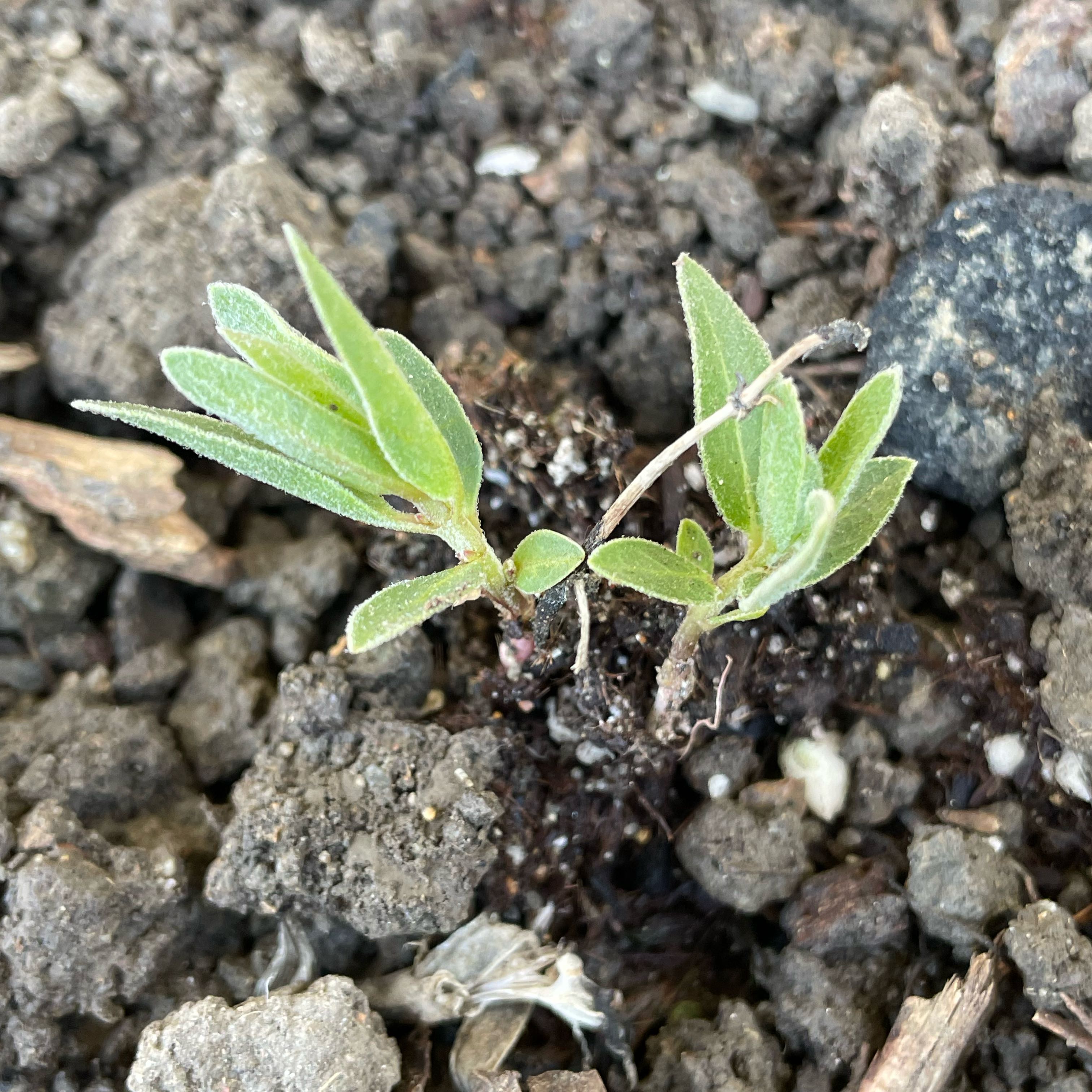 Photo of the plant species Black Sage by @SupernalGuayule named Winston on Greg, the plant care app