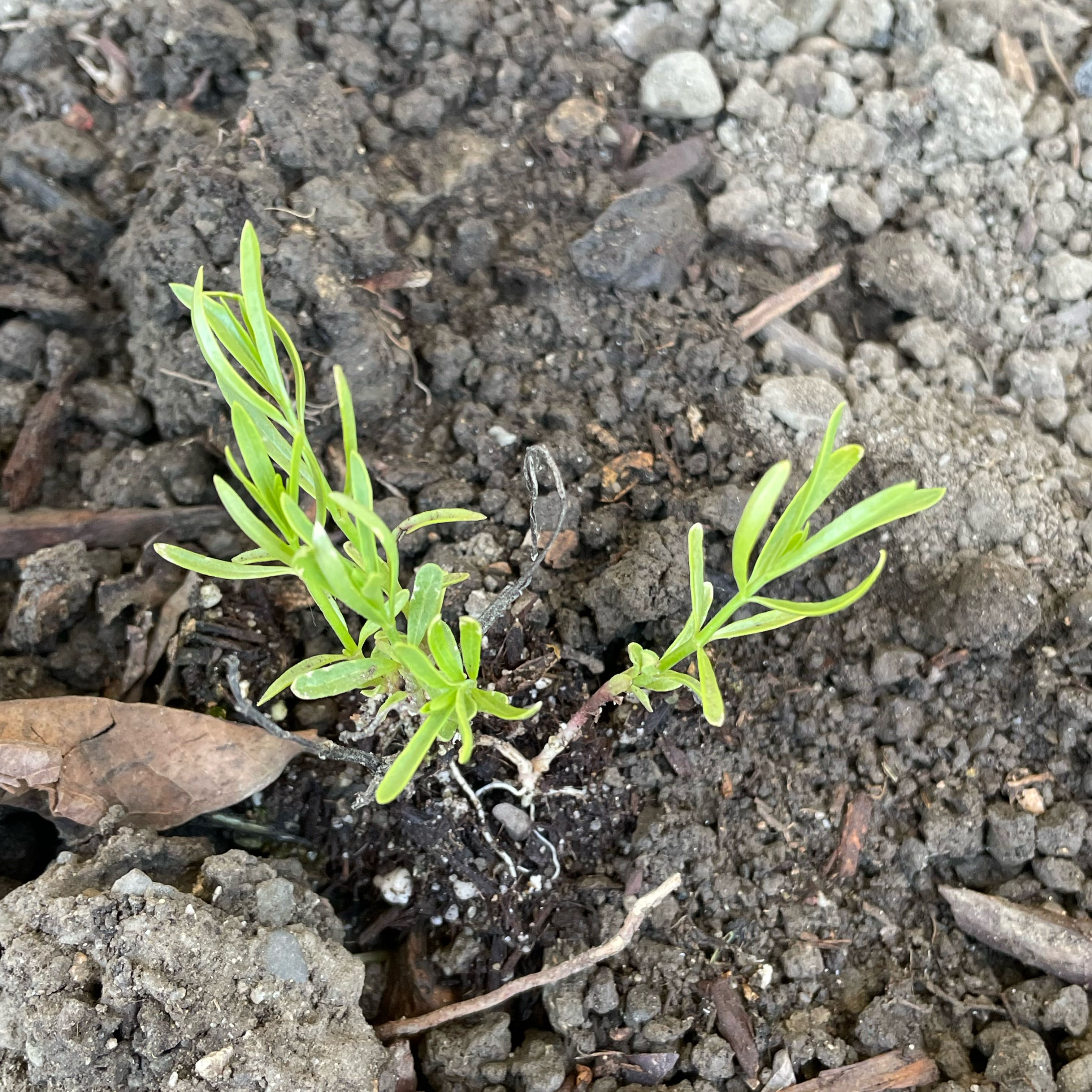 Photo of the plant species Mexican Milkweed by @SupernalGuayule named Osmo on Greg, the plant care app