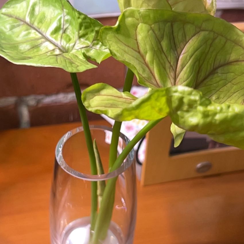 Photo of the plant species Berry Allusion Syngonium by @nitsirk named Fred Jr. on Greg, the plant care app