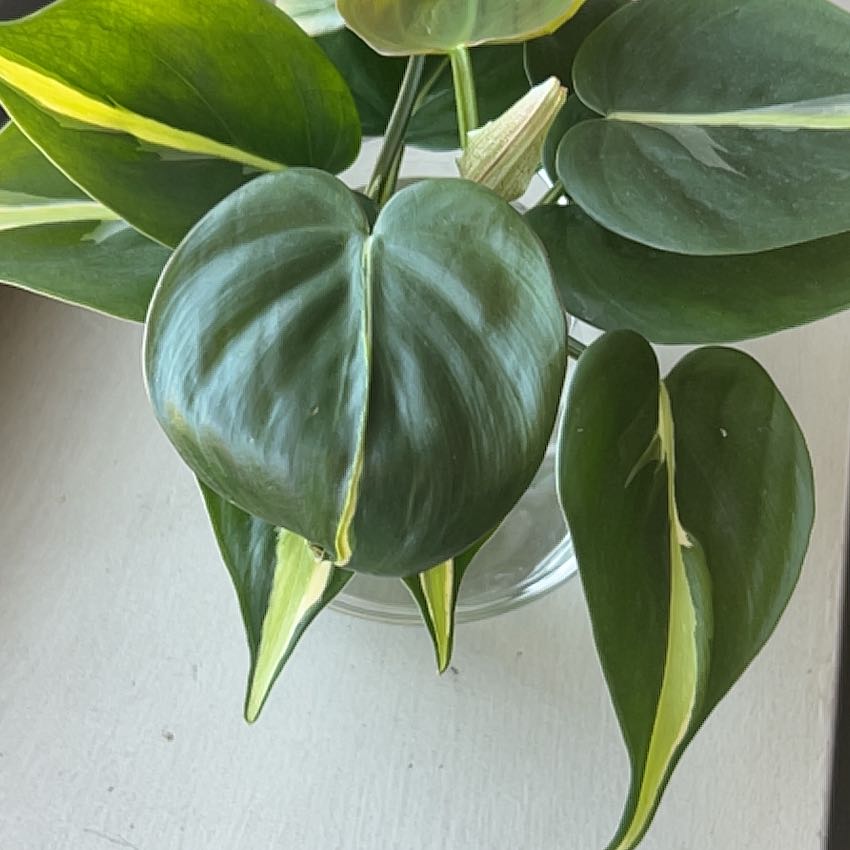 Photo of the plant species Philodendron cream splash by @nitsirk named Cookie on Greg, the plant care app