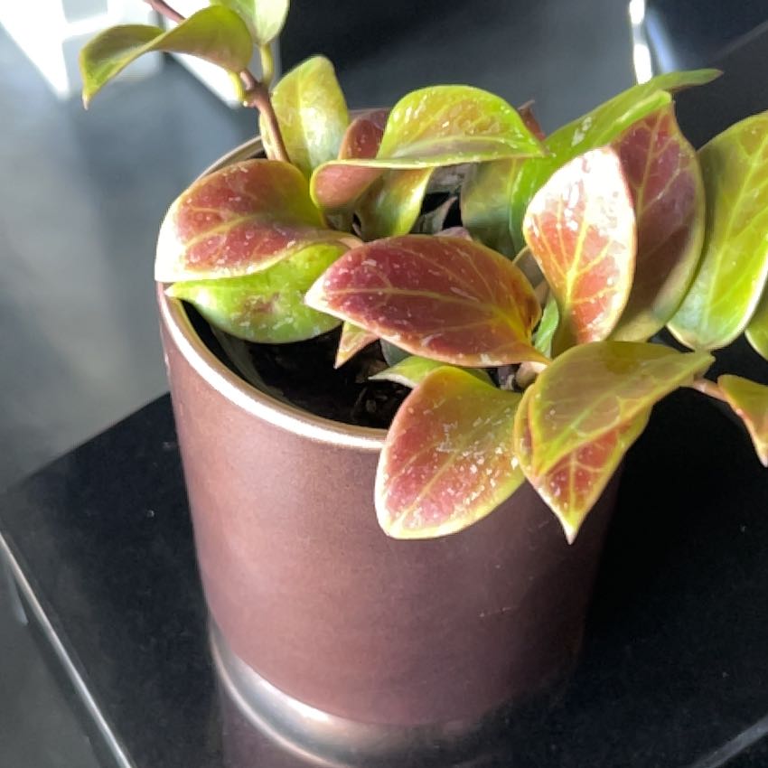 Photo of the plant species Hoya 'Sunrise' by @nitsirk named Philpott on Greg, the plant care app