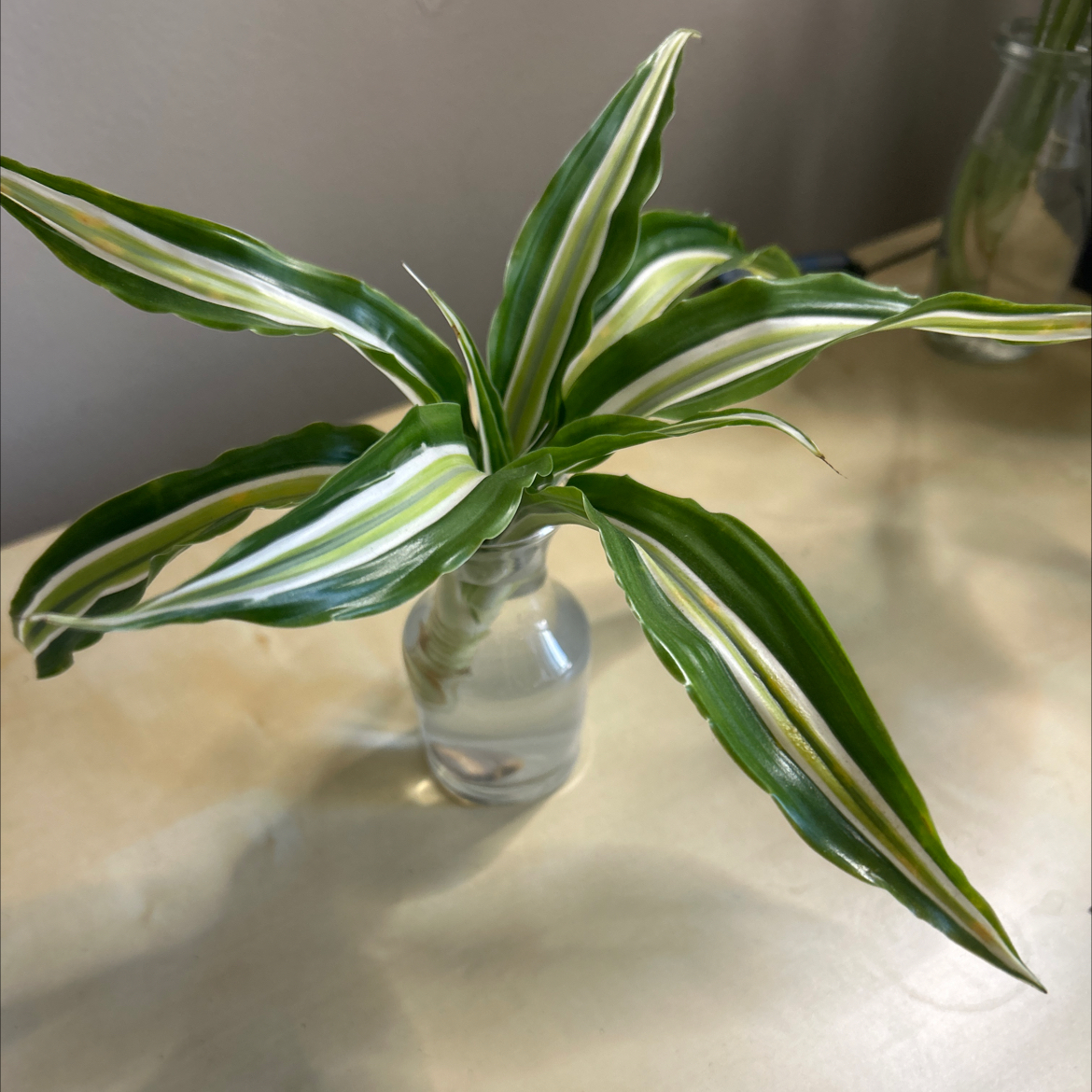 Photo of the plant species Dracaena 'Compacta Malaika' by @nitsirk named Artemis on Greg, the plant care app
