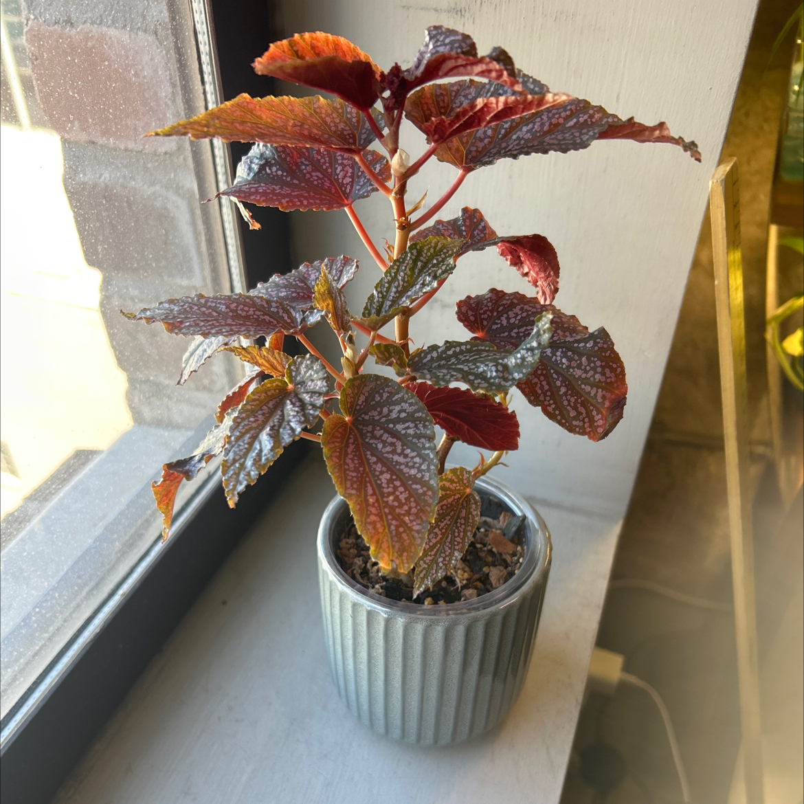 Photo of the plant species Begonia 'Pink Spot' by @nitsirk named Gus on Greg, the plant care app