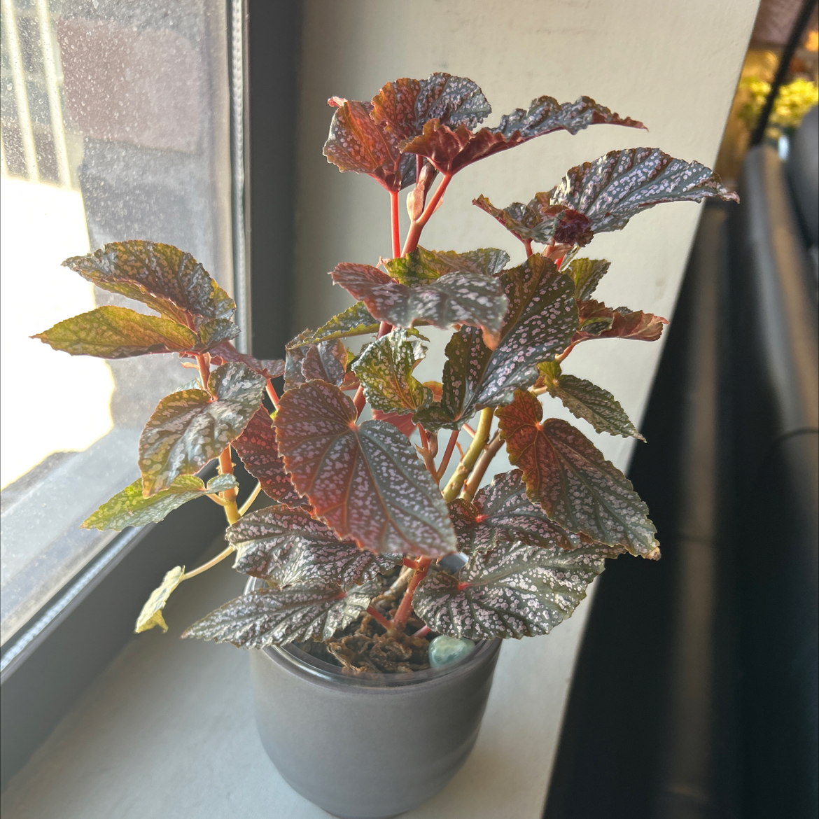 Photo of the plant species Begonia 'Pink Spot' by @nitsirk named Gus on Greg, the plant care app
