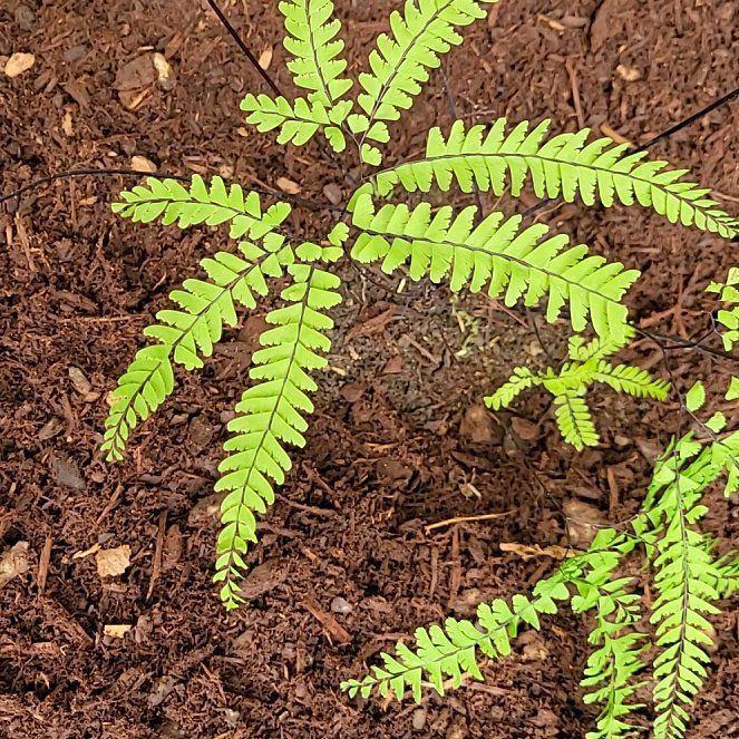Photo of the plant species Western Maidenhair Fern by @NotableFord47 named Gaga on Greg, the plant care app