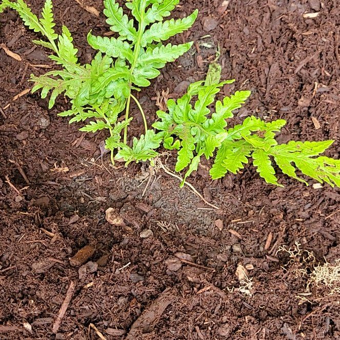 Photo of the plant species Giant Chainfern by @NotableFord47 named Demi on Greg, the plant care app