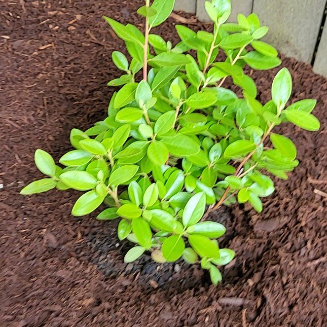 Photo of the plant species Purple Rhododendron by @NotableFord47 named Winston on Greg, the plant care app