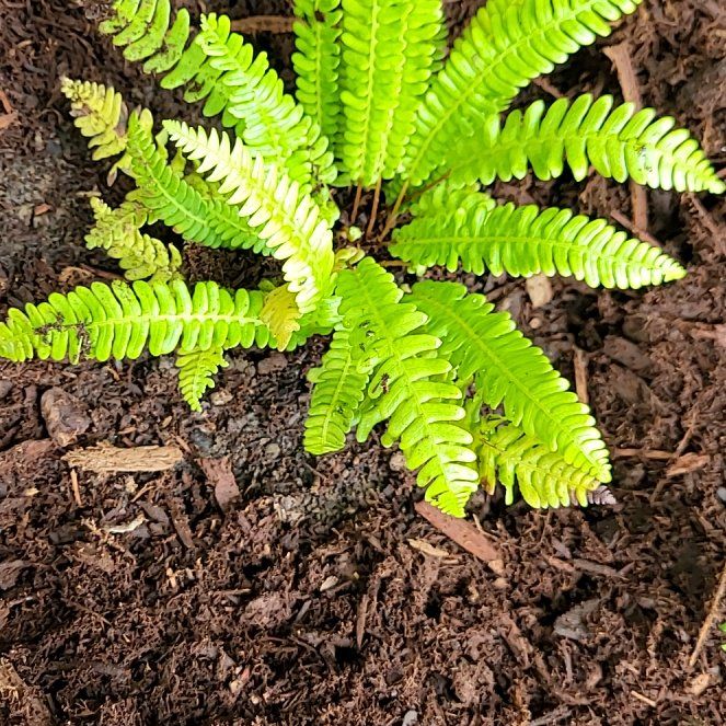 Photo of the plant species Deer Fern by @NotableFord47 named Achilles on Greg, the plant care app