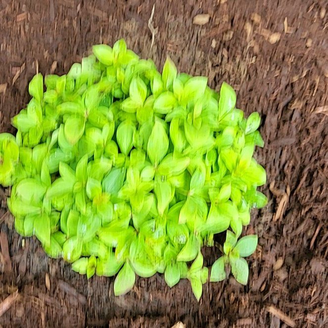 Photo of the plant species Bunchberry by @NotableFord47 named Foxxy on Greg, the plant care app