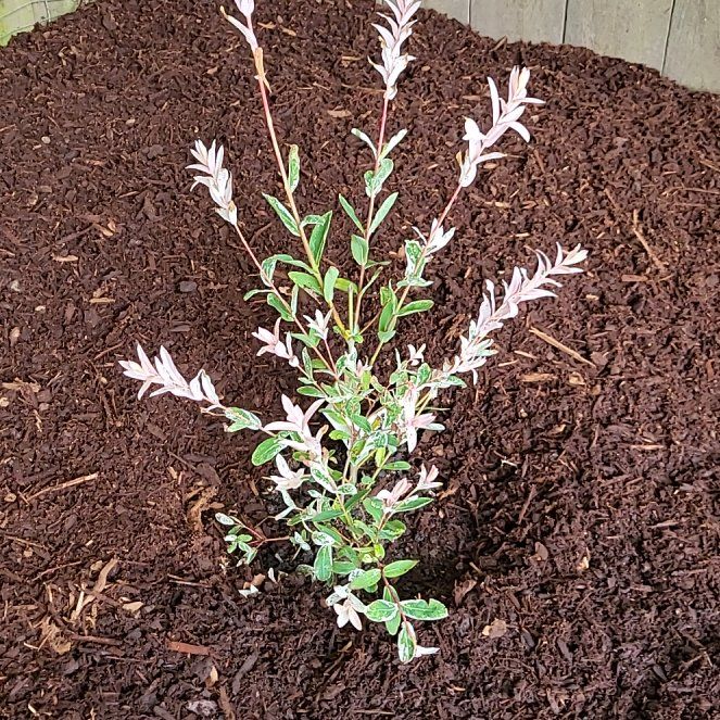 Photo of the plant species Flamingo Dappled willow by @NotableFord47 named Xena on Greg, the plant care app