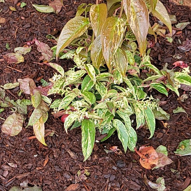 Photo of the plant species Highland Doghobble by @NotableFord47 named Nemo on Greg, the plant care app