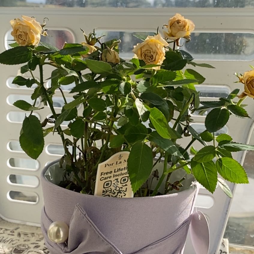 Roberts Rose Bush