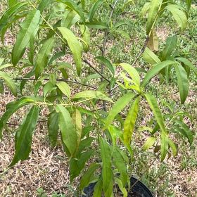 Photo of the plant species Peach Tree by @DeftAgarito55 named Duke on Greg, the plant care app