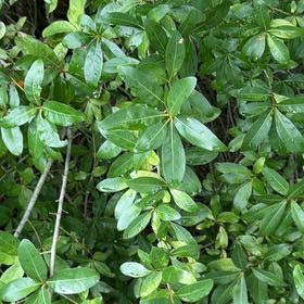 Photo of the plant species Wild Privet by @DeftAgarito55 named Marilyn on Greg, the plant care app