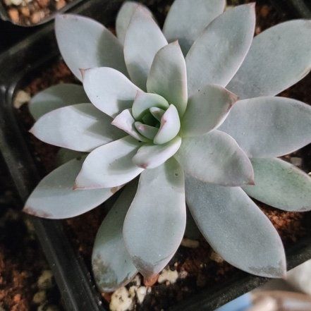 Photo of the plant species Echeveria 'Muesli' by @FerventDewberry named Bigleef Smalls on Greg, the plant care app