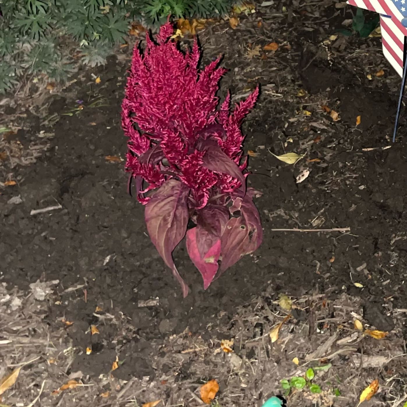 Photo of the plant species Dragon's Breath Celosia by @DynamiteTukauki named Toothless on Greg, the plant care app