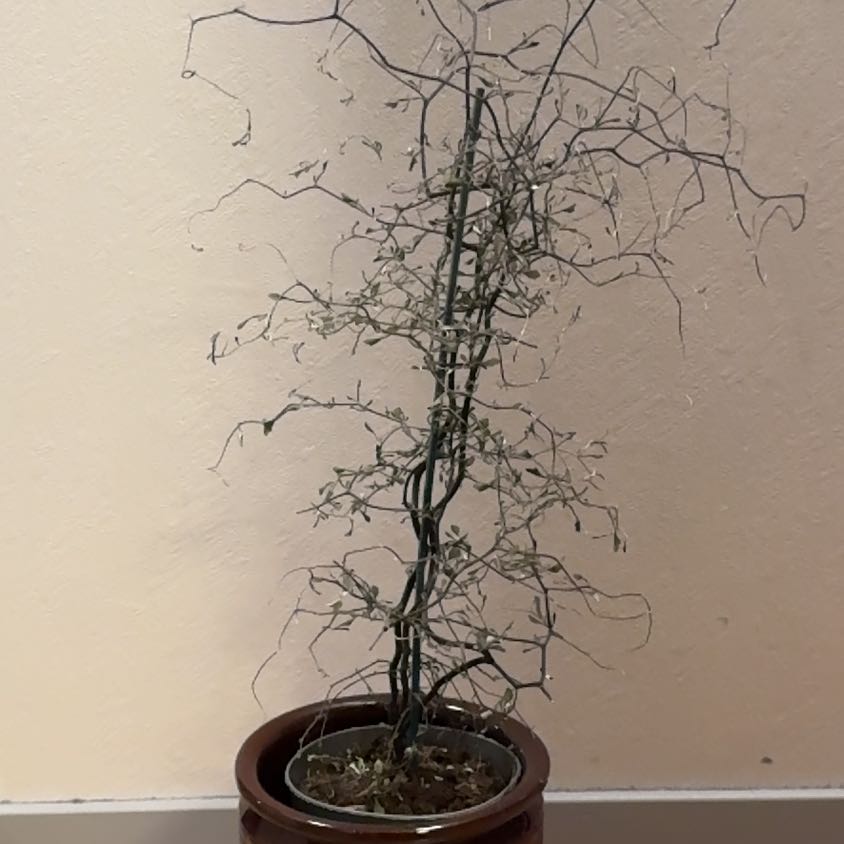 Photo of the plant species Wire Nettingbush by @KeenCanangatree named Sherlock on Greg, the plant care app