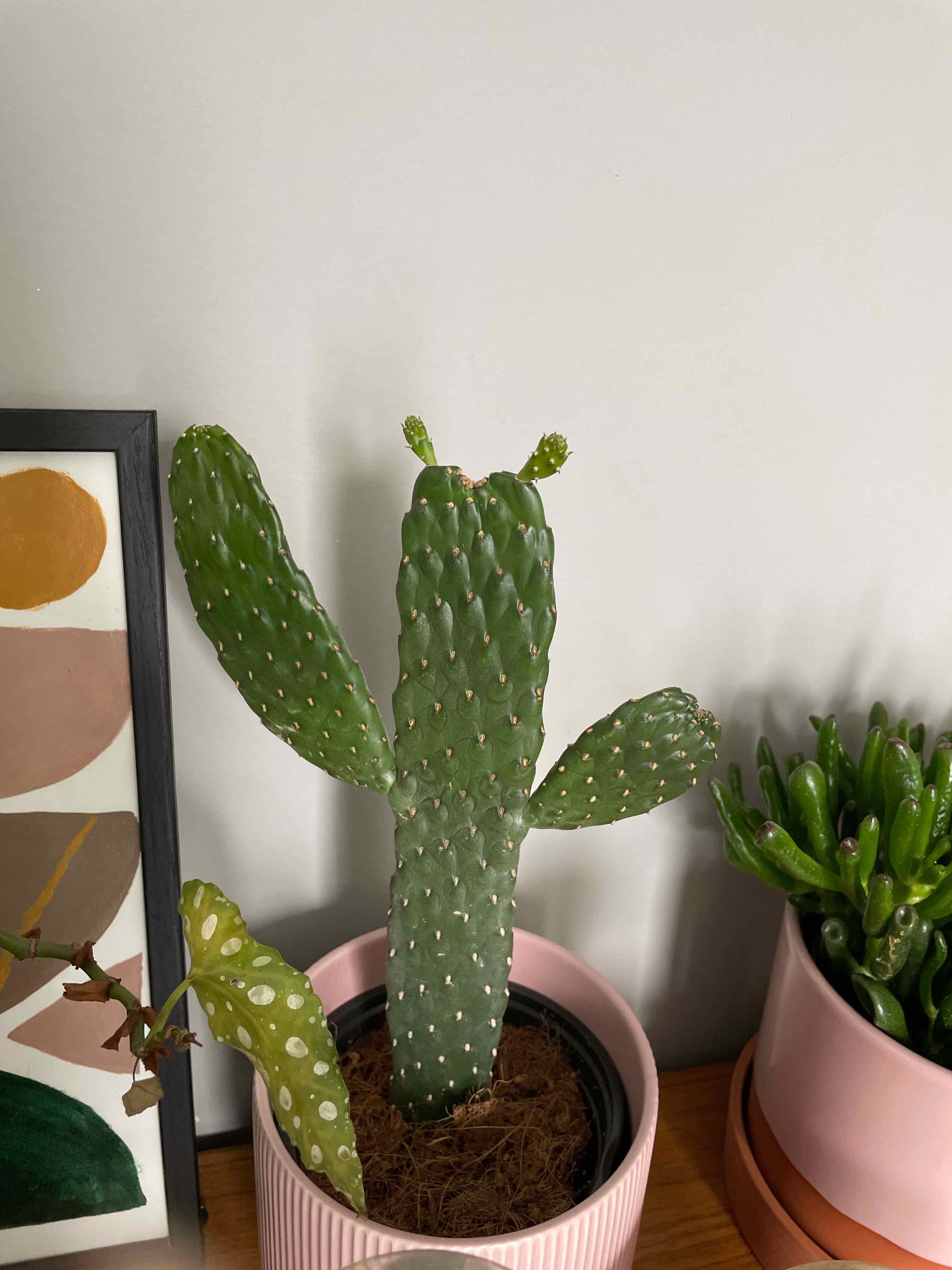 Woolyjoint Prickly Pear plant in a pink pot, healthy and well-framed.