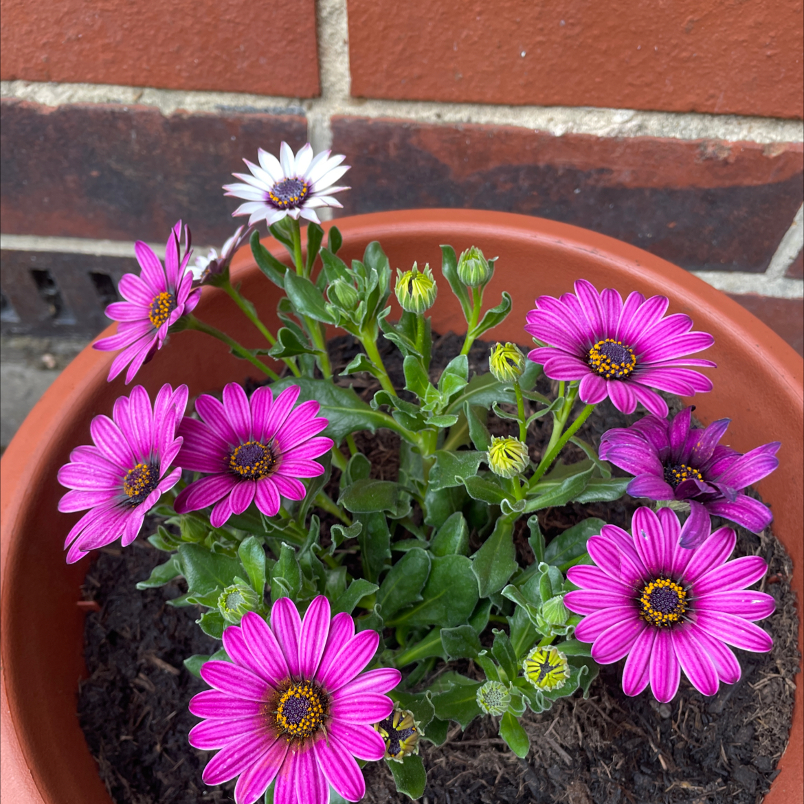 Photo of the plant species Cape Daisy by @PunchySapote named Zion on Greg, the plant care app