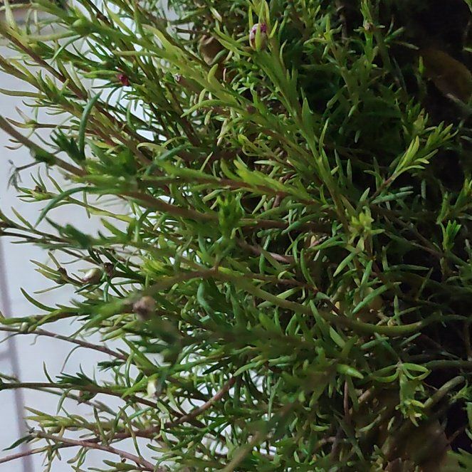 Photo of the plant species Scotch Moss by @RadPhalsa1 named Stella on Greg, the plant care app