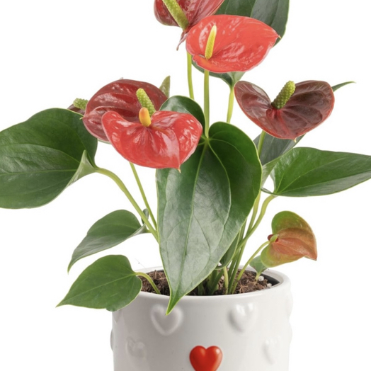Photo of the plant species Painters Pallete black beuaty by @ChosenHoyaburma named Suzie on Greg, the plant care app