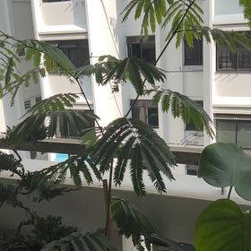 Photo of the plant species Everfresh Tree by @FitLukiwan86 named Frances on Greg, the plant care app