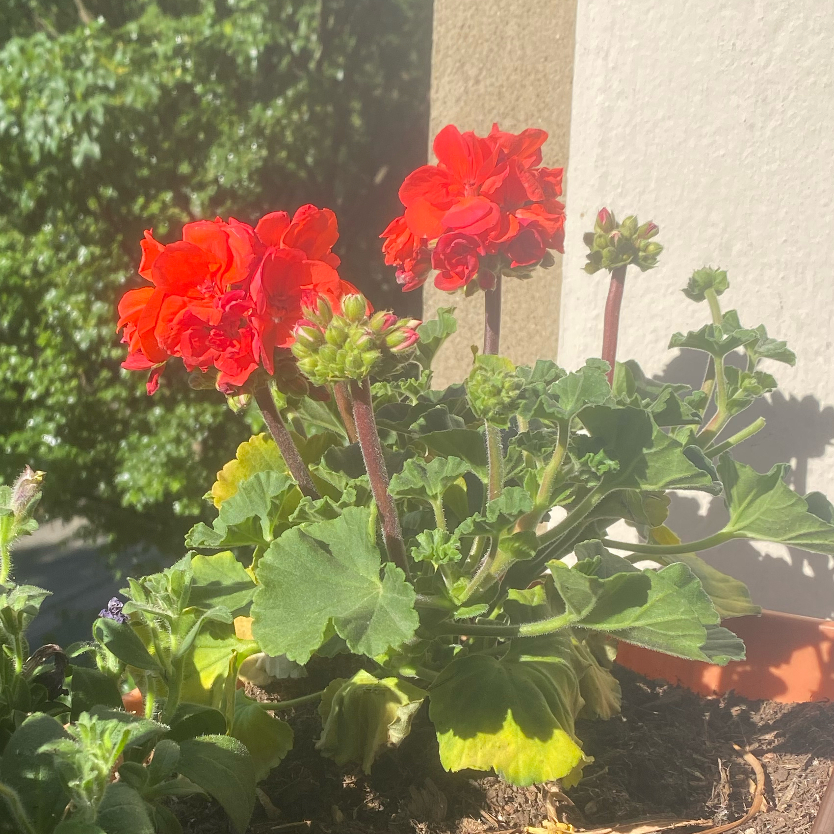 Geranium