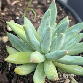 Photo of the plant species Dudleya Greenei by @VigilantBlueash named Stella on Greg, the plant care app