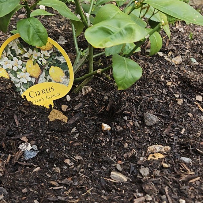 Photo of the plant species Meyers Lemon by @QuietPigfern63 named Marley on Greg, the plant care app