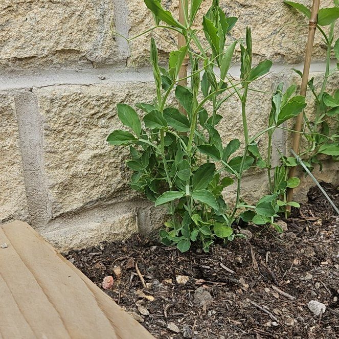 Photo of the plant species Sweet Pea 'Sweetie' by @QuietPigfern63 named Maya on Greg, the plant care app