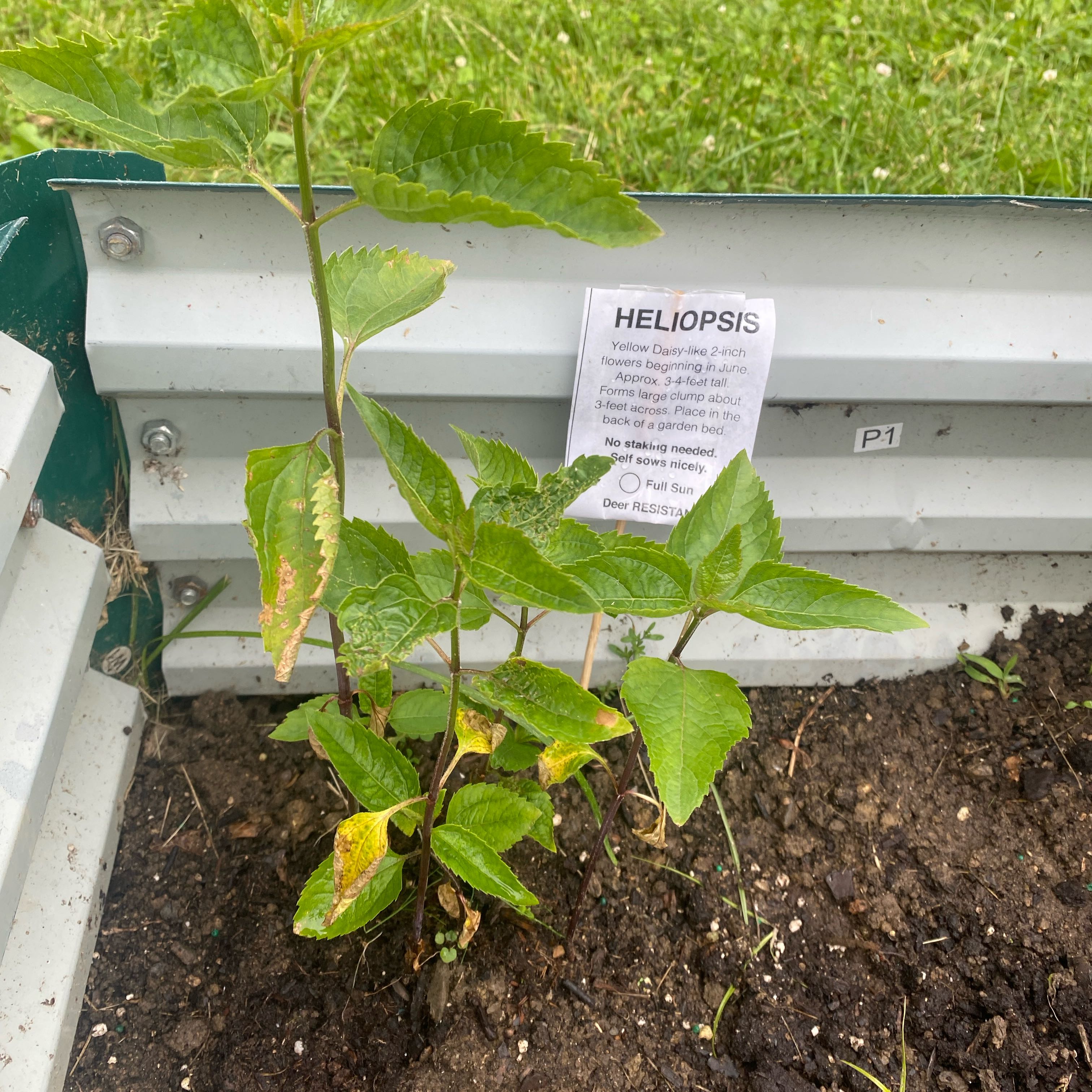 Photo of the plant species Heliopsis 'Summer Sun' by @WingedMyagrum39 named da Vinci on Greg, the plant care app