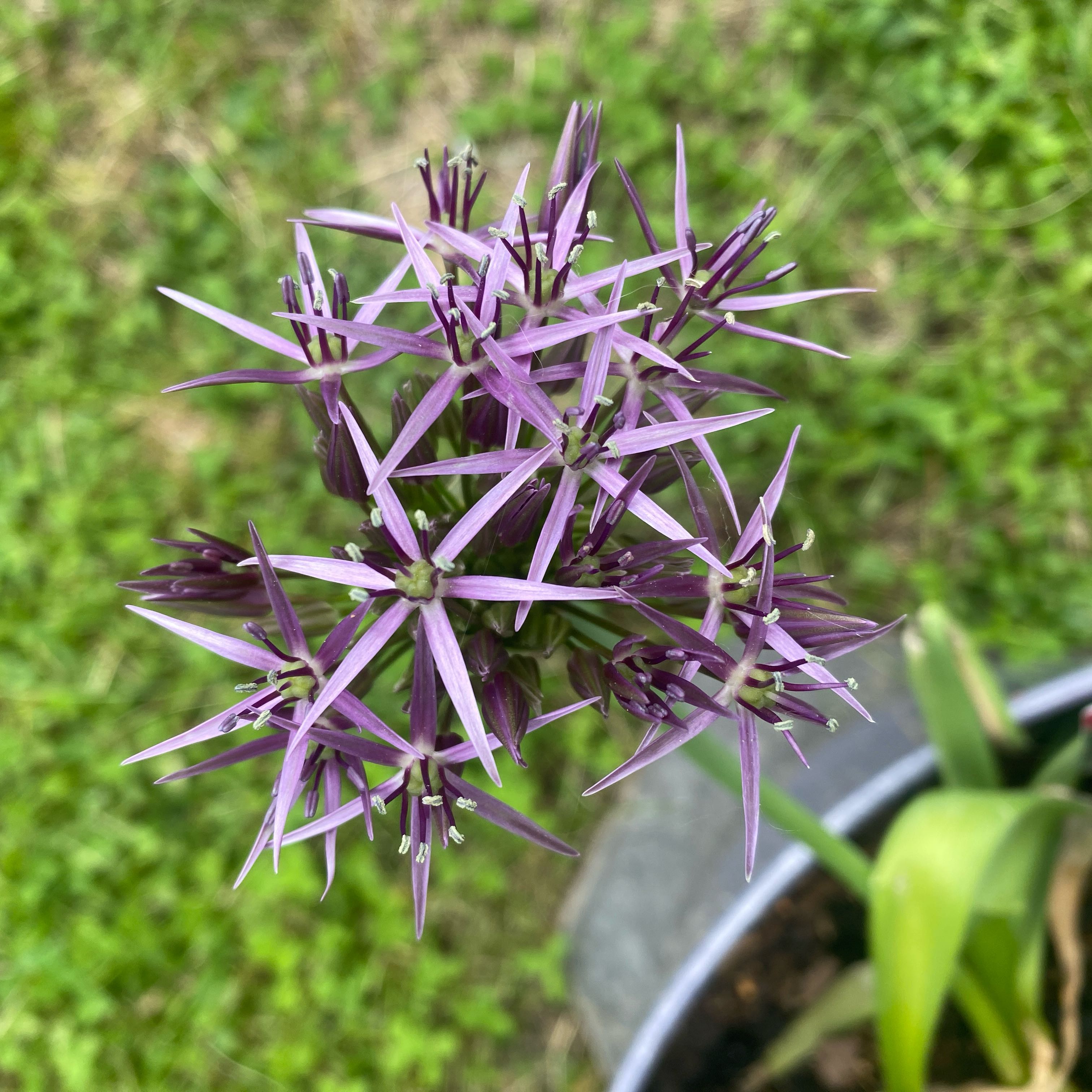 Photo of the plant species Star of Bethlehem by @WingedMyagrum39 named LiloStitch on Greg, the plant care app