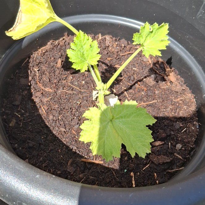 Photo of the plant species Courgette 'Defender' F1 Hybrid by @GemMum60 named Sage on Greg, the plant care app