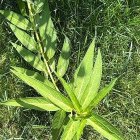 Photo of the plant species Swamp Milkweed by @HonorarySedum named Duke on Greg, the plant care app
