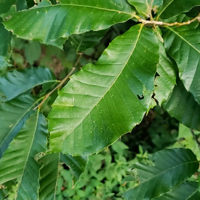 Photo of the plant species American Beech by @ReallyKaro10 named Athena on Greg, the plant care app