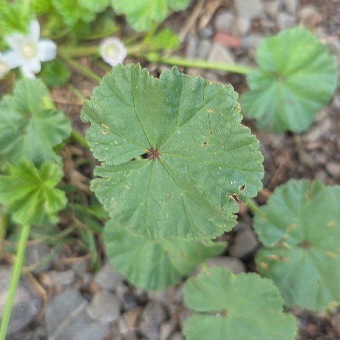 Photo of the plant species Common Mallow by @ReallyKaro10 named Drake on Greg, the plant care app