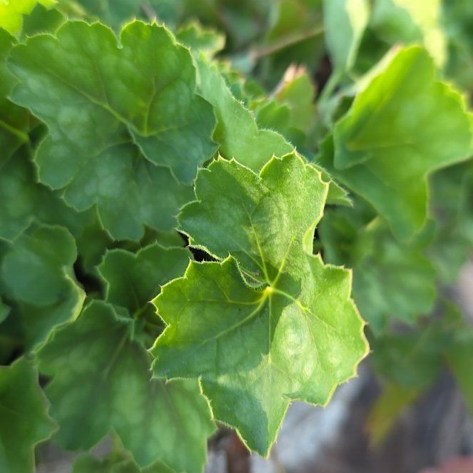 Photo of the plant species Alum Root by @ReallyKaro10 named Stella on Greg, the plant care app