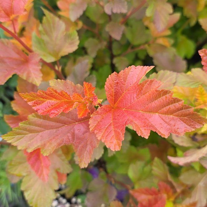 Photo of the plant species Atlantic Ninebark by @ReallyKaro10 named Rainier on Greg, the plant care app