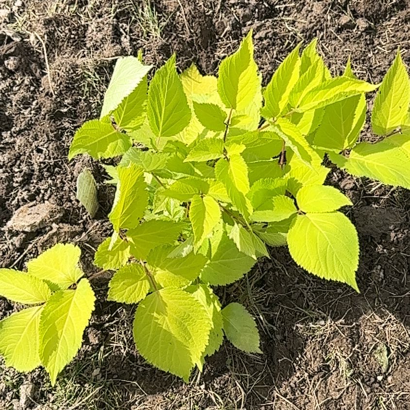 Photo of the plant species Garden Angelica by @BrotherlyFern84 named Coco on Greg, the plant care app