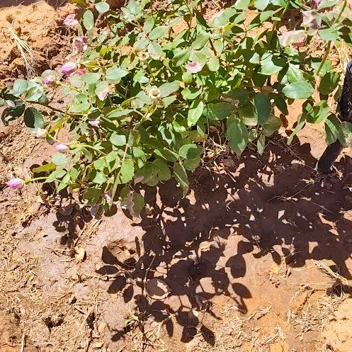 Photo of the plant species Knock out, Rose by @NovelHope25 named Apollo on Greg, the plant care app