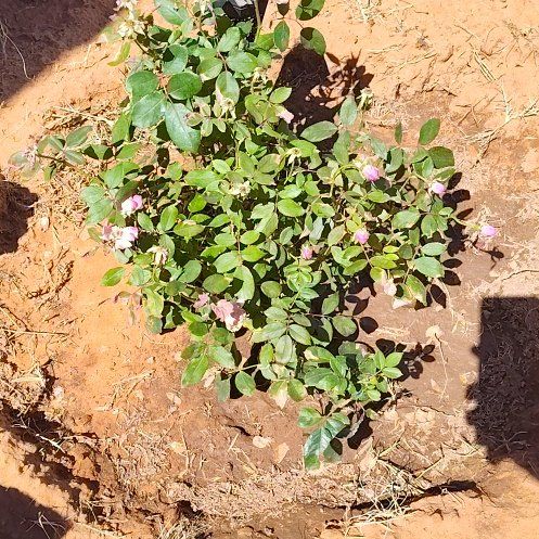 Photo of the plant species Knock out, Rose by @NovelHope25 named Aria on Greg, the plant care app