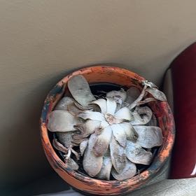 Photo of the plant species Letizia by @AbleMarjoram55 named Surya on Greg, the plant care app