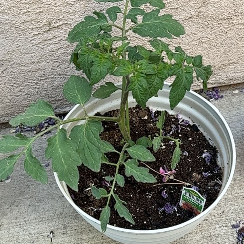 Photo of the plant species Celebrity Tomato by @DeanMexico59 named Willow on Greg, the plant care app
