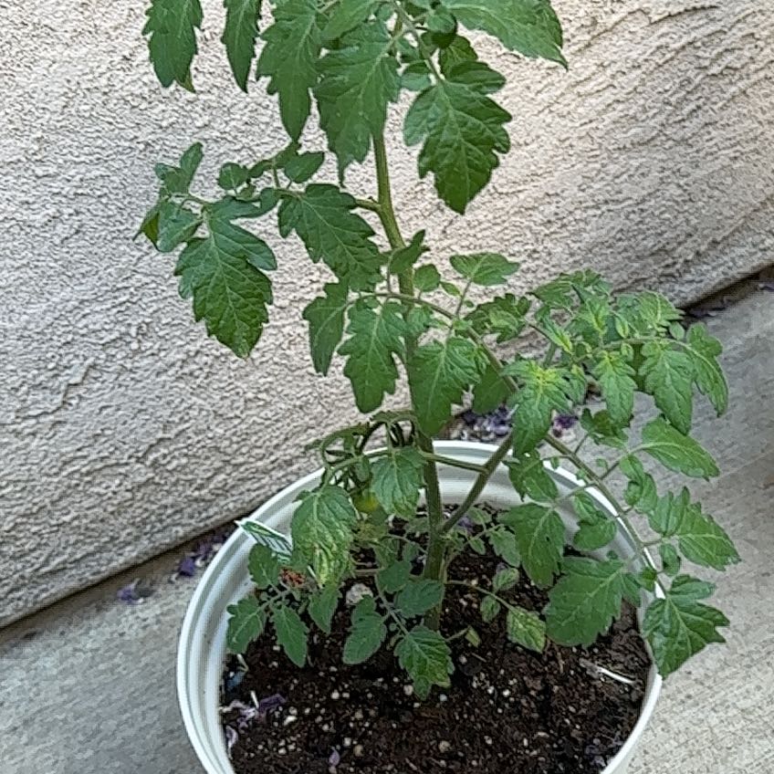 Photo of the plant species Tomato 'Super Sweet 100' by @DeanMexico59 named Ivy on Greg, the plant care app