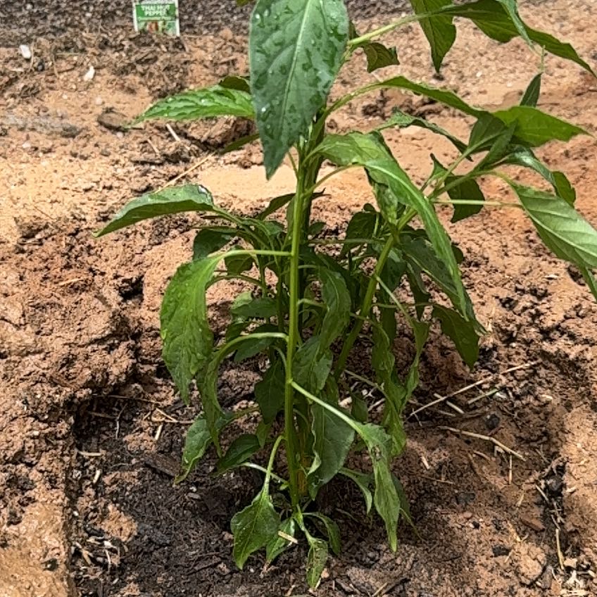 Photo of the plant species Thai Hot Chili by @VipVinemaple92 named Spicy McHotface on Greg, the plant care app