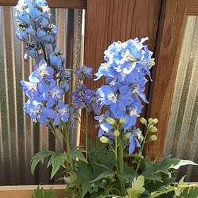 Photo of the plant species Delphinum by @ProAgave22 named Shakira on Greg, the plant care app