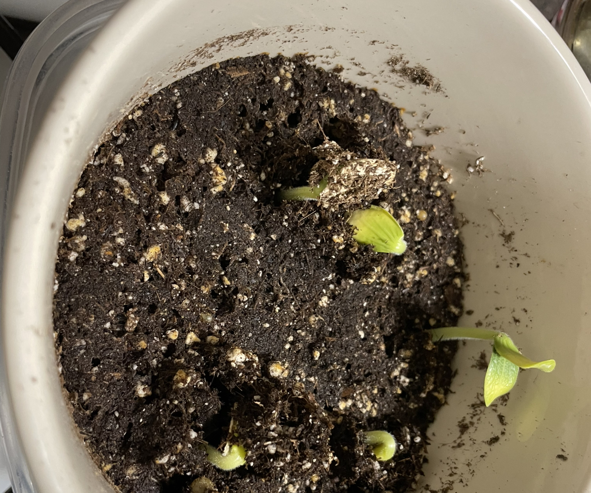 Photo of the plant species Sugar Pie Pumpkin by @ElatedChosmo80 named Peter Parker on Greg, the plant care app