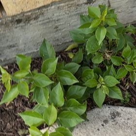 Photo of the plant species Torch Glow Bougainvilla by @HolyChichipe72 named Sproutacus on Greg, the plant care app