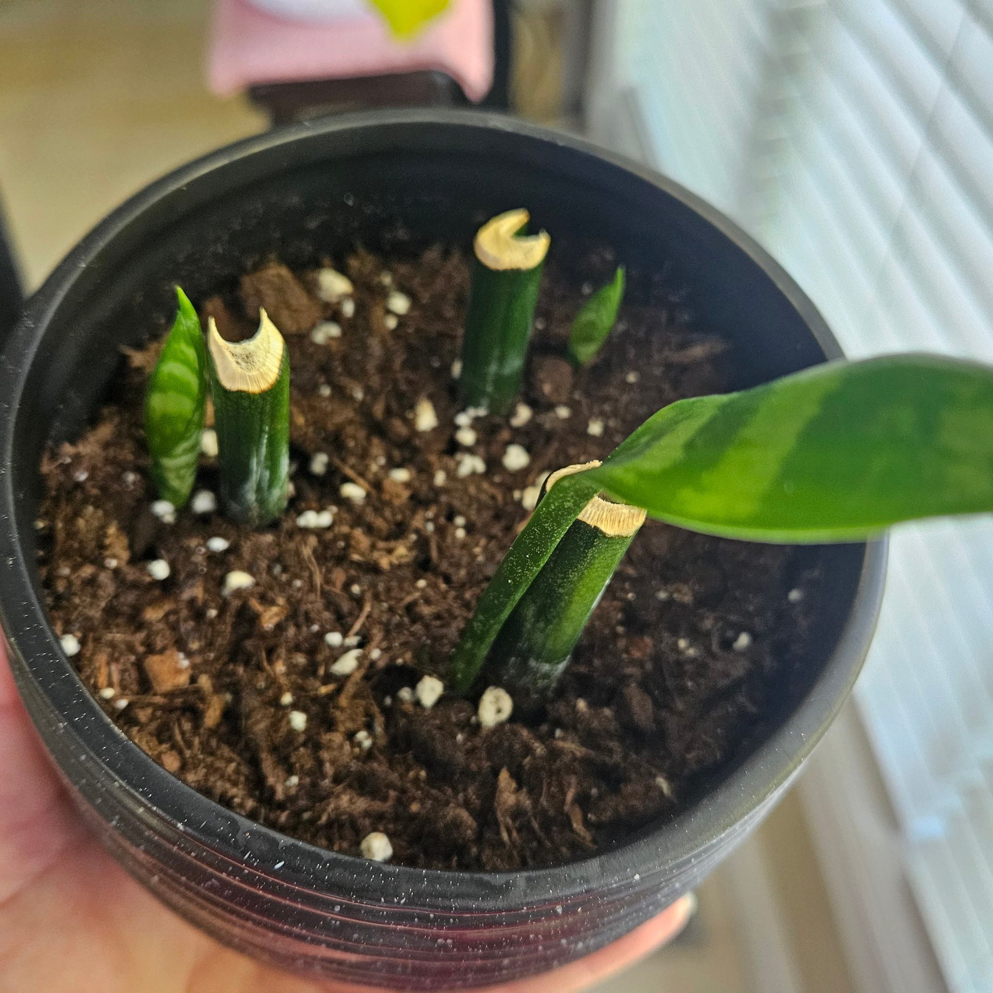 Photo of the plant species cylindrical snake plant by @LargeRuby57 named Shakira on Greg, the plant care app